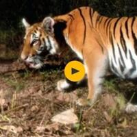 harapan-di-tengah-ancaman-kepunahan-harimau-indocina-di-thailand