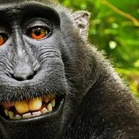 populasi-monyet-quottukang-selfiequot-terancam-gan