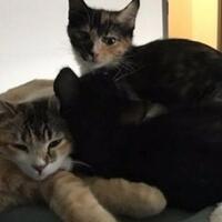 gak-cuma-lucu-kucing-pun-bisa-jadi-perawat