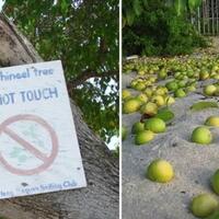 fakta---fakta-manchineel-pohon-paling-mematikan-di-muka-bumi