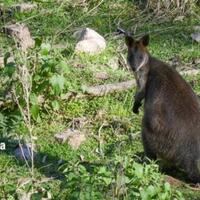 sudah-tahu-8-fakta-unik-tentang-kanguru-ini