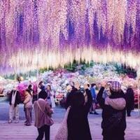 gak-cuma-sakura-yang-ini-kecantikannya-bisa-dilihat-di-jepang