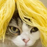 lucunya-kucing-ini-dengan-rambut-palsu-yang-berwarna-warni