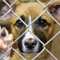 manusia-hobi-banget-nyiksa-hewan-ya