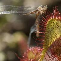 jebakan-maut-tanaman-pemakan-daging