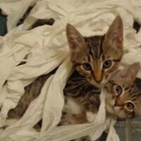 seperti-ini-nih-jika-hewan-peliharaan-ditinggal-sendirian-di-rumah