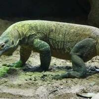 bisa-hidup-lama-ternyata-ini-yang-terkandung-dalam-darah-komodo