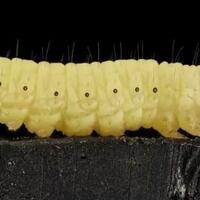 ulat-pemakan-plastik-bisakah-jadi-solusi-efisiensi-daur-ulang-sampah