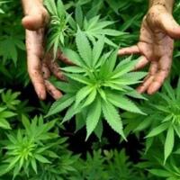 buktikan-semangat-berkarya-ini-kisah-ganja-seniman-yogyakarta