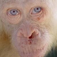 orang-utan-albino-langka-ditemukan-di-kalimantan-gan