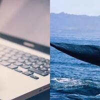 blue-whale-challenge-permainan-maut-dari-rusia
