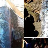 ada-ikan-bertato-di-filipina