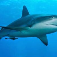 shark-finning--fenomena-pemotongan-sirip-hiu-hidup-hidup-untuk-konsumsi