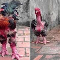 4-jenis-ayam-termahal-di-dunia-yang-harganya-bakal-membuatmu-nangis-semalaman