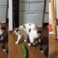 mengapa-kucing-takut-timun