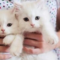 klinik-ini-bakal-bayar-mahal-agan-buat-melukin-kucing