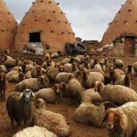 beehive-house-rumah-adat-suriah-yang-bangunannya-mirip-sarang-lebah