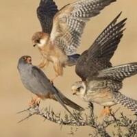 foto-foto-alam-liar-terbaik-ini-memotretnya-butuh-perjuangan-loh