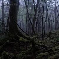mengintip-seremnya-wisata-di-hutan-aokigahara-horror-banget