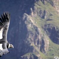 colca-canyon-salah-satu-tempat-terindah-di-peru