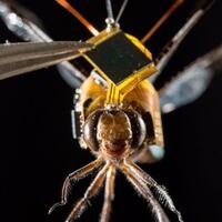 dragonfly-drone-terkecil-di-dunia