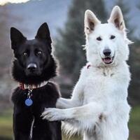 ini-jadinya-kalau-anjing-agan-menikah-dan-bikin-foto-wedding