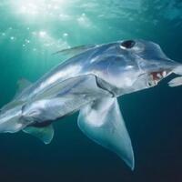 unik-7-binatang-laut-langka-ini-terlihat-seperti-alien