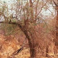 tes-ketajaman-matamu-dengan-menemukan-9-hewan-tersembunyi-ini