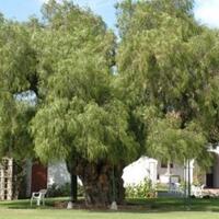 pohon-kesayangannya-ditebang-inilah-pembalasan-dendam-seorang-pria-pada-walikotanya