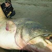 beginilah-wujud-lele-raksasa-yang-bisa-memakan-manusia-ngeri