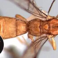 11-binatang-bernama-presiden-amerika-serikat