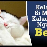 begini-jadinya-si-meong-kalau-udah-kebangetan-banget-ngantuknya-nyengir-inside