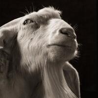 kambing-kambing-ini-berpose-bak-foto-model-jadi-ganteng-dan-cantik-gan