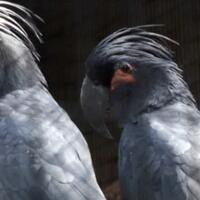 burung-ini-ternyata-bisa-bikin-alat-musik-gan