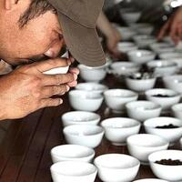 jenis-jenis-kopi-khas-sumatera