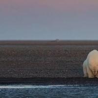 beginilah-efek-pemanasan-global-yang-membuat-beruang-kutub-di-alaska-menderita