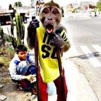 sudah-ada-sejak-masa-kolonialisme-beginilah-sejarah-topeng-monyet-di-indonesia