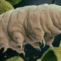 binatang-ini-mampu-hidup-abadi-hanya-mati-kalau-matahari-juga-mati