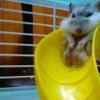 pose-hewan-ini-ga-kayak-biasanya-gan