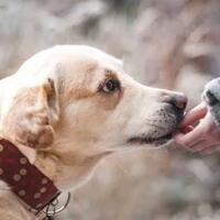 lebih-bersahabat-inilah-fakta-mengapa-anjing-bisa-begitu-jinak-terhadap-manusia