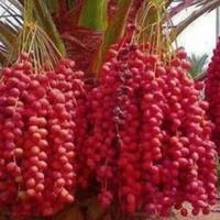 sharediskusi-all-about-tanaman-kurma