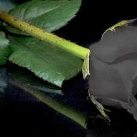 inilah-5-jenis-mawar-hitam-yang-ada-di-dunia-simak-faktanya