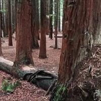 10-pohon-unik-yang-menolak-mati