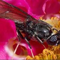 budi-daya-lalat-solusi-pakan-ternak-dari-situbondo