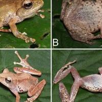 peneliti-kenalkan-4-spesies-katak-baru-dari-sumatra