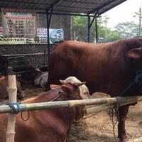 ternyata-segini-modal-bisnis-sapi-kurban