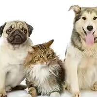 apakah-memelihara-anjing-itu-berbahaya