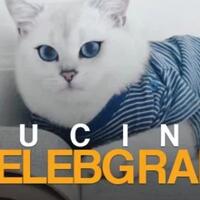 kucing---kucing-lini-kayak-awkarin-lucuan-siapa-gan