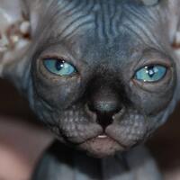 5-kucing-dengan-bentuk-paling-aneh-di-dunia