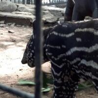 bayi-tapir-langka-lahir-di-kebun-binatang-bandung